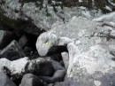 Wairere Boulders - eagle