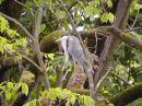 Great blue heron spotted in tree.