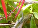 Cayman green lizard.