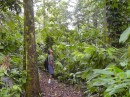 hike to waterfalls through dense forest with very tall trees