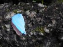 26 wing of blue morpho butterfly
