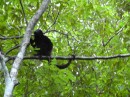 16 spider monkey on our hike