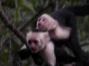 36 mother and baby capuchin