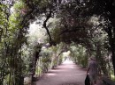 Boboli Gardens: Trees trimmed and trained to delightfully enclose the paths.