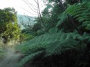 beautiful, large, ferns along the roadside
