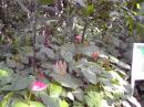 Diamond Botanical Garden flowers –Anthurium