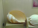 The Shell Museum on southern Phuket
