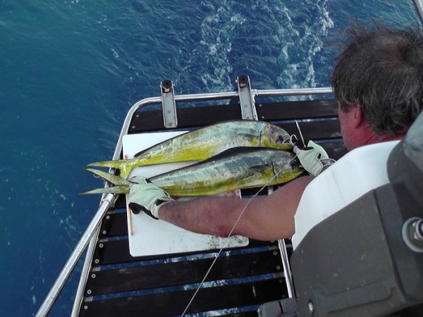 Dennis caught two dorados - wonderful eating - our only fish catch in Indonesia 