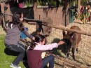 Kira and Devin saying hello to the donkeys at the nativity scene