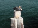 bird perched on post of the Wharf