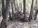 hedgehog nest