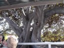 Morton Bay Fig Tree one of the first sites on the LandShark tour
