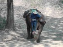 A couple of ways to mount an elephant -with the elephant