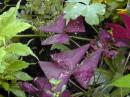 Unusual triangle-shaped purple flowers