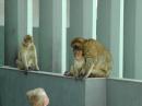 Barbary Macaques  