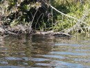 jungle cruise crocodile