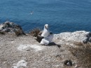 booby parent and chick with egg in foreground