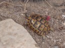 Miletus -Dennis spotted another tortoise.