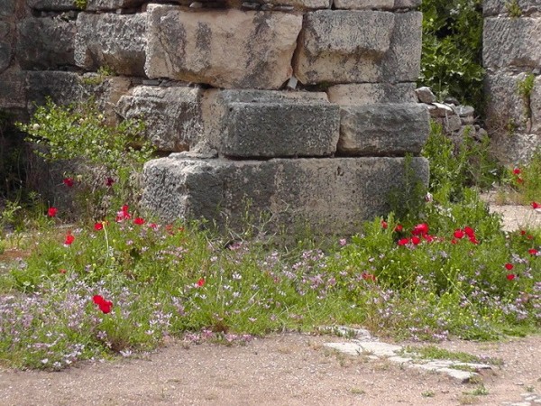Miletus -wildflowers.