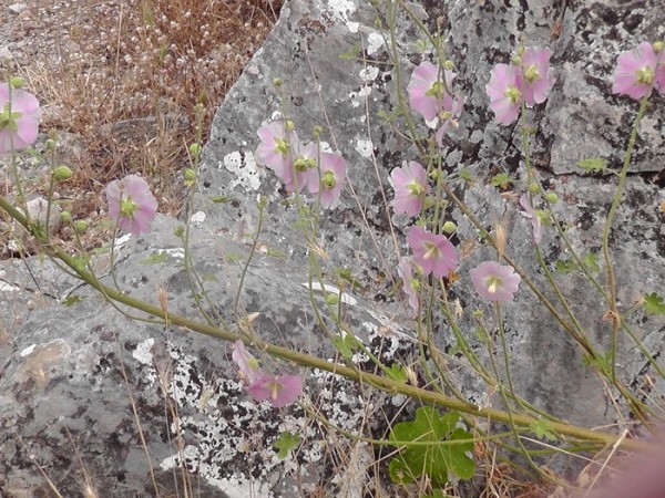 Priene -wildflowers.