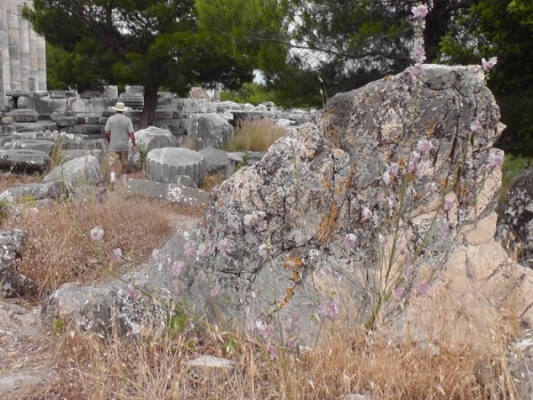 Priene -tall stemmed pink wildflowers against the rock.