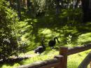 Black swans in park.
