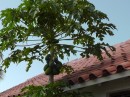 Benao - papapya? growing in tree near restaurant