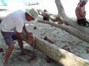 Dennis learning how to husk a coconut with a spiked stick