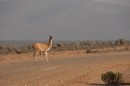 A wild lama in the Atacama desert.