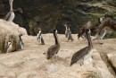 Wild Hombolt penguins and pelicans in the "National Reserve Pinguino de Humbolt".