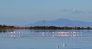 Lagoon 2 with added flamingos