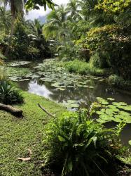 Lilly pond, Teahupoo, Tahiti Iti
