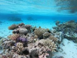 Makemo: The coral near the motu