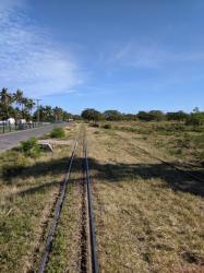 Sugar Cane train tracks