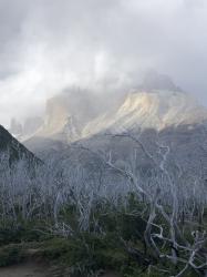 Ghost trees from a fire in 2011 with the horns of Paine behind