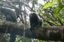 monkeys on Ilha Grande