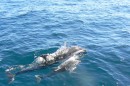 a mother and its calf! we were so lucky to see this