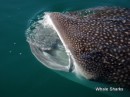 Whale Sharks, So big So gentle - a wonderful treat being able to swim with them.