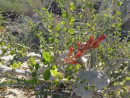 Spring in Baja