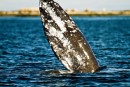 A whale flipper 