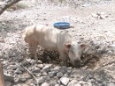 Pig in mud bath