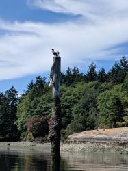 Heron on a piling