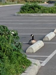 Canadian Geese nesting in Tacoma parking lot