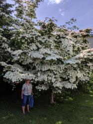Largest dogwood tree I have ever seen - Poulsbo