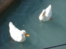 Donald & Daisy - we fed them bread each afternoon