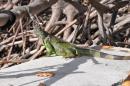 These Iguanas are everywhere - and some are huge!