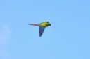 Bahamian Parrot in flight