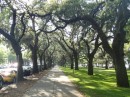 A row of old Live Oaks in Savannah, Georgia