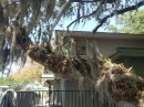 Spanish moss and other plants growing on the trees