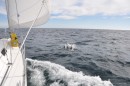 Dolphins along side - like a lucky charm!